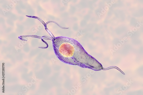Trichomonas vaginalis protozoan, 3D illustration. A parasite causing trichomoniasis, sexually transmitted infection in men and women