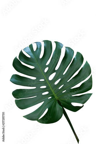 Dark green leaves of monstera or split-leaf philodendron (Monstera deliciosa) the tropical foliage houseplant isolated on white background, clipping path included.