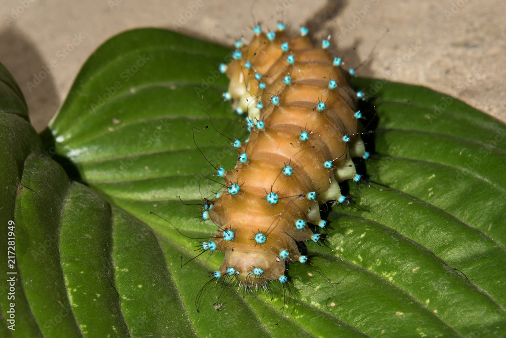 Fototapeta premium Amazing caterpillar of the giant peacock moth (Saturnia) on the leaf. Close up of caterpillar from Saturnia