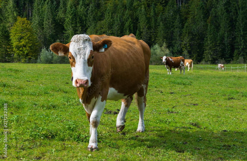 vaca tirolesa