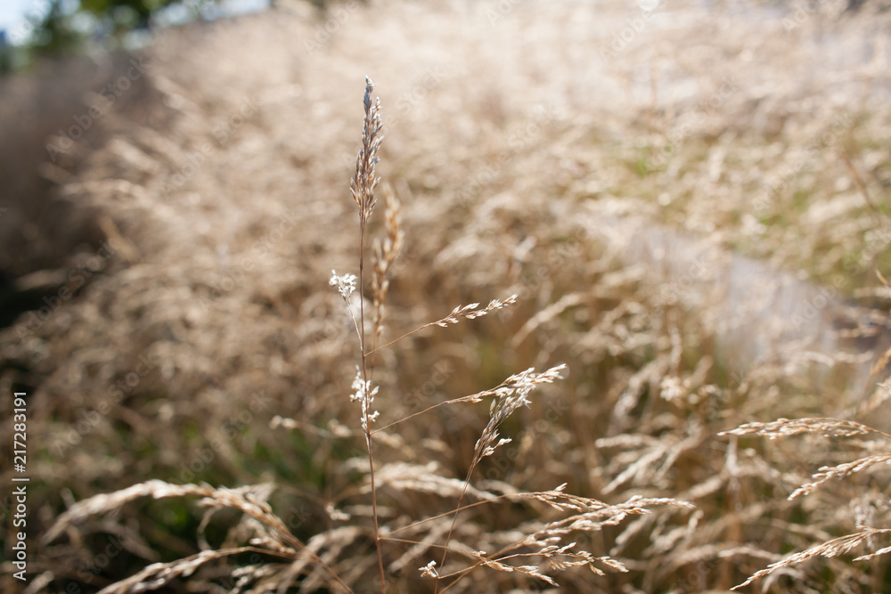 Obraz premium Wild plant. Summer