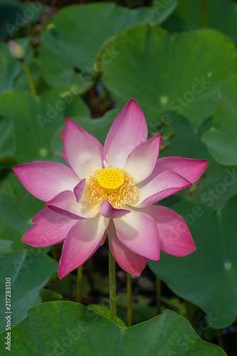 Close up pink lotus flower.