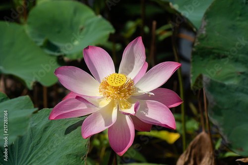 Close up pink lotus flower.