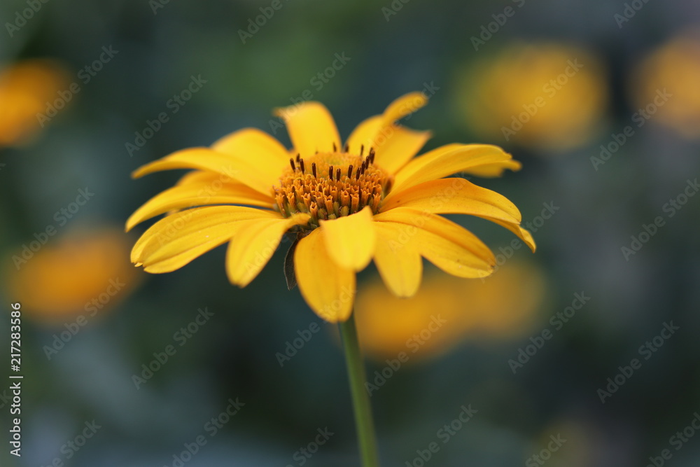 flower flower