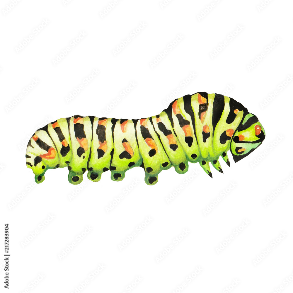 Fototapeta premium Illustration caterpillar watercolor on white background isolated