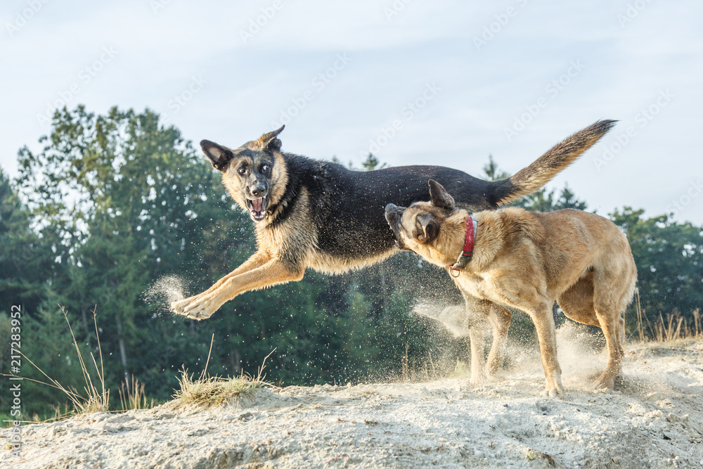 Rough-playing dogs in a sand quarry with bared teeth and splashing grains of sand