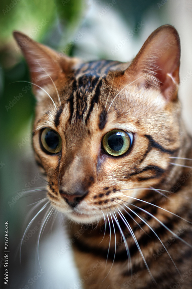 Bengal cat looks wide open eyes
