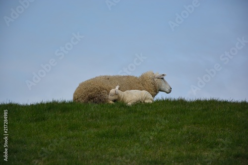 Säugendes Lamm an Mutterschaf photo