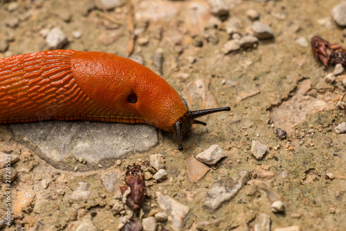Big orange snail on stony ground in the forest