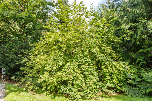 Mountain silverbell, Halesia monticola photo