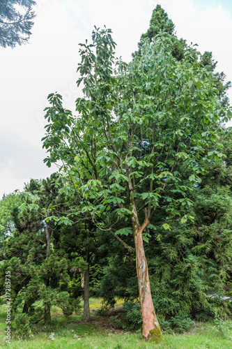 Whitebark Magnolia, Magnolia hypoleuca with red fruits photo