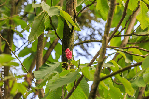 Close up of fruits Whitebark Magnolia, Magnolia hypoleuca photo