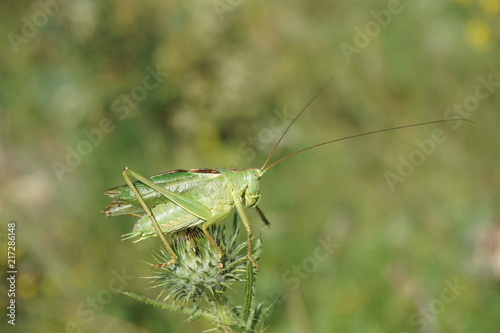 Grashüpfer