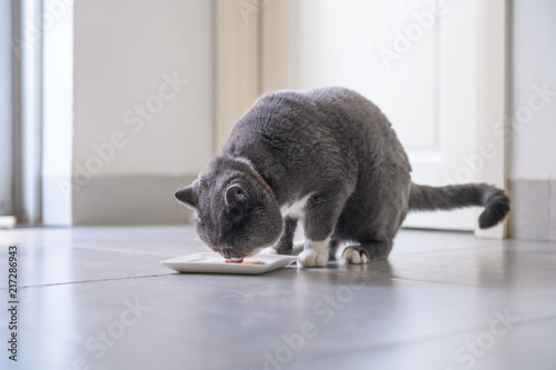The British short hair cat is eating food