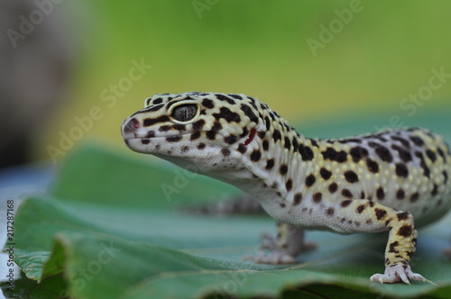 Gecko