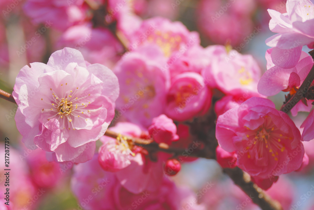 Fototapeta premium 梅 素材