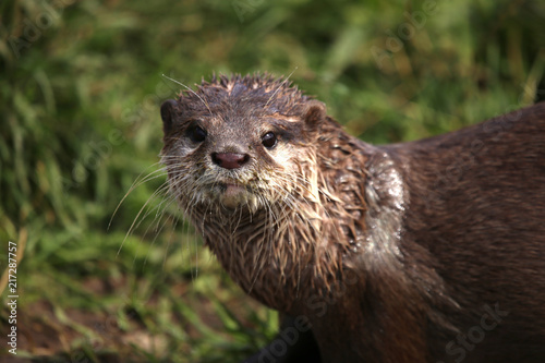 Otter im Portrait