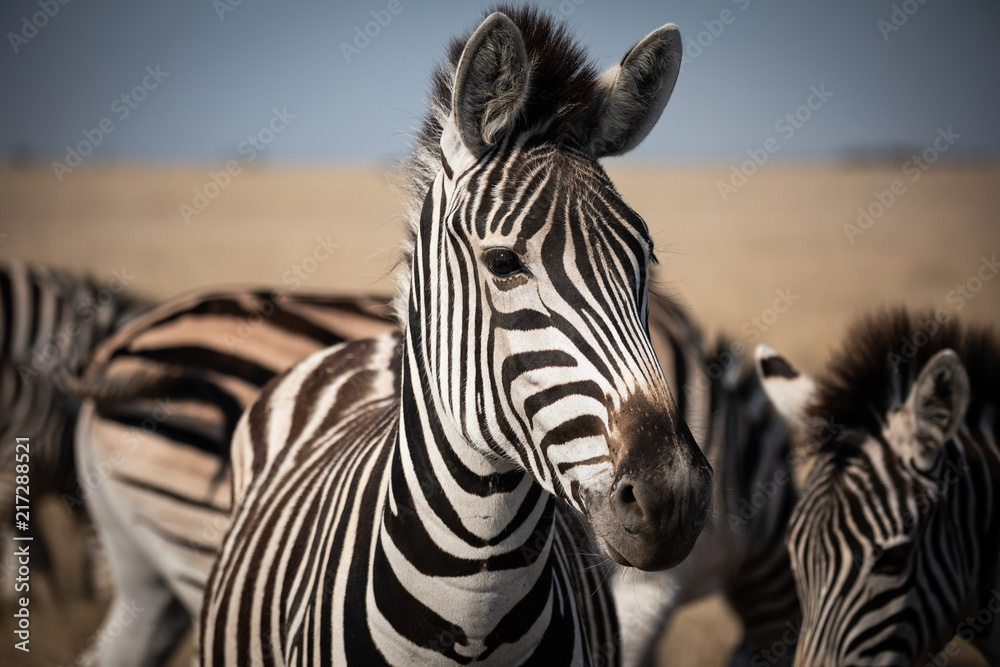 Naklejka premium Zebra at national park