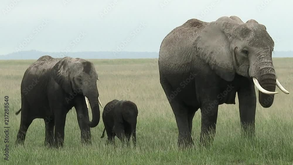 African Elephant (Loxodonta africana) family walking in line, in grasslands, Amboseli N.P., Kenya African Elephant (Loxodonta africana) family walking in line, in grasslands, Amboseli N.P., Kenya