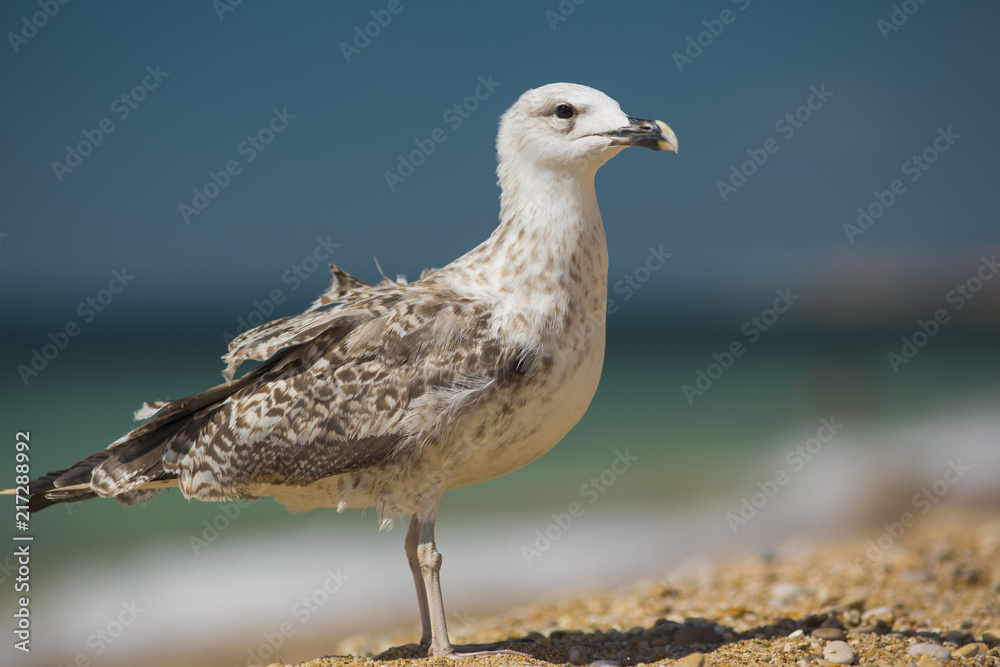 albatross on the sea background albatross on the sea background
