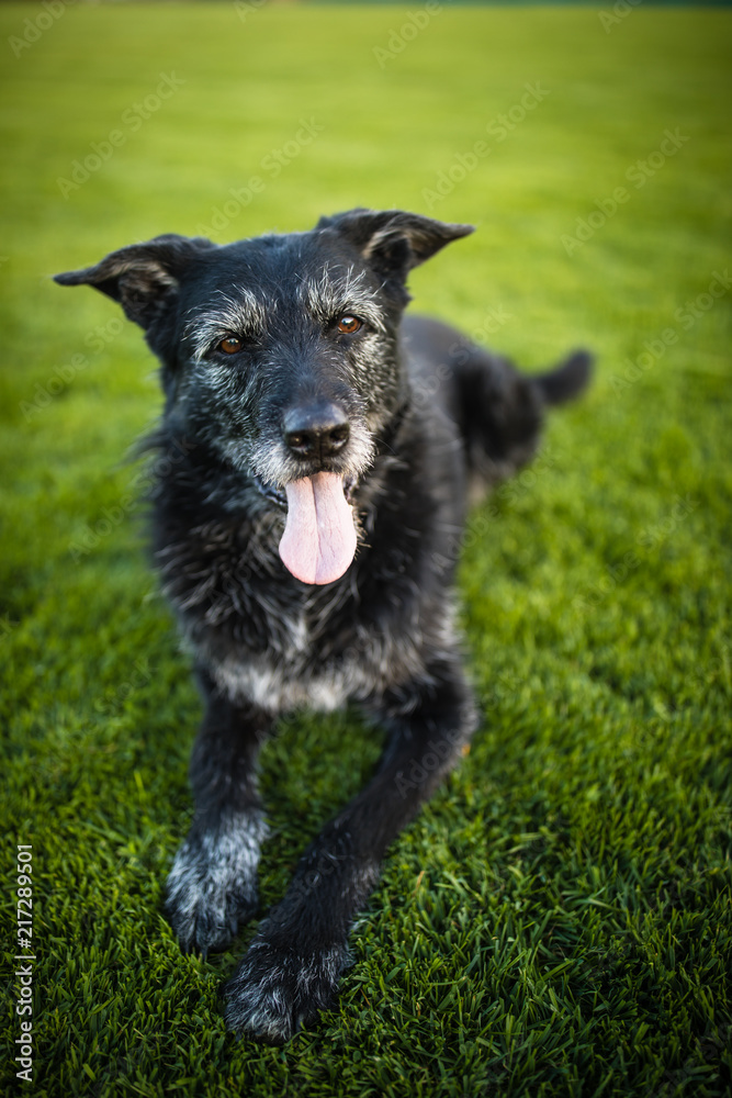 Portrait of a black dog resting after running fast outdoors, shallow DOF, sharp focus Portrait of a black dog resting after running fast outdoors, shallow DOF, sharp focus