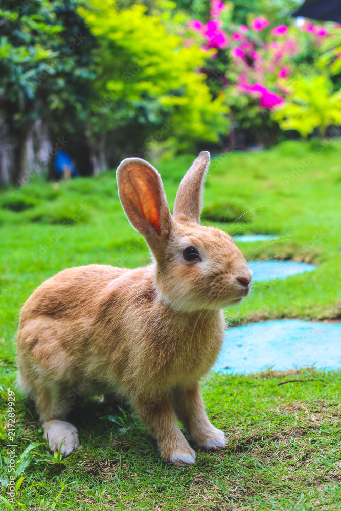Fototapeta premium Easter cute rabbit sitting on grass