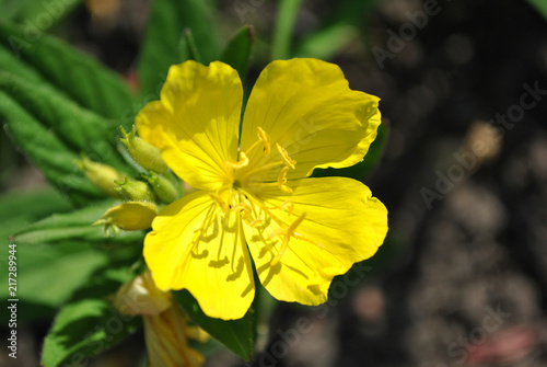 Oenothera biennis (common evening-primrose, evening star, sun drop) yellow blooming flower, top view, soft blurry ground background