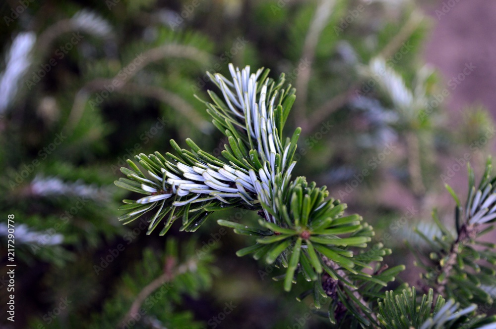 white green leaves of the twig-fir (Abies koreana)