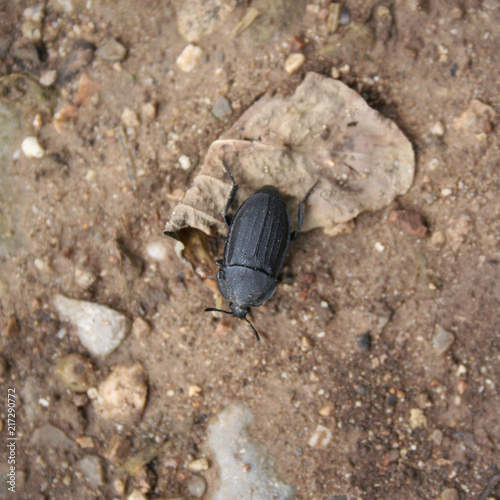 Black insect on the ground. Anisorhynchus monachus