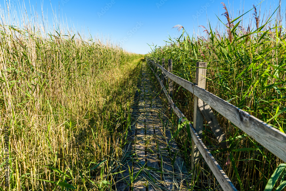 Straight wooden trail through reed. Location lake Takern in Sweden.