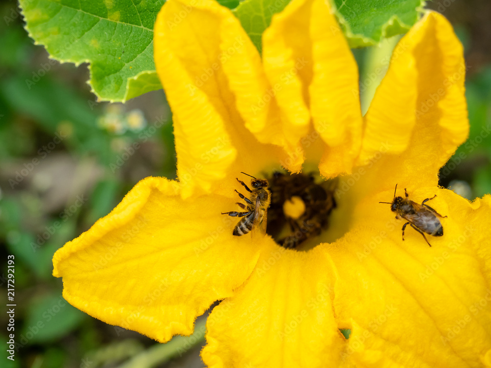 Flower of zucchini with bees. Pollination of flowers. Growing zucchini on a vegetable garden. Flower of zucchini with bees. Pollination of flowers. Growing zucchini on a vegetable garden.
