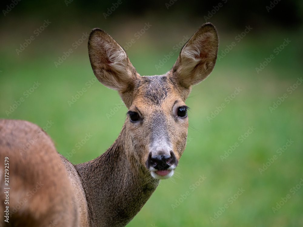 Roe deer in forest, Capreolus capreolus. Wild roe deer in nature. Roe deer in forest, Capreolus capreolus. Wild roe deer in nature.