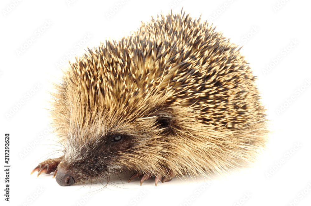 Hedgehog Hedgehog