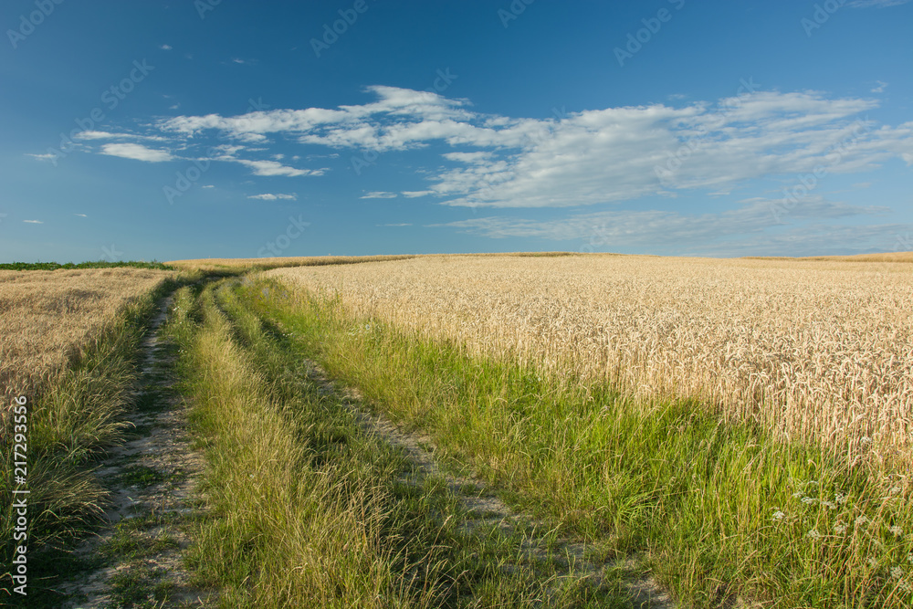 Road overgrown with grass in a wheat field, horizon and blue sky