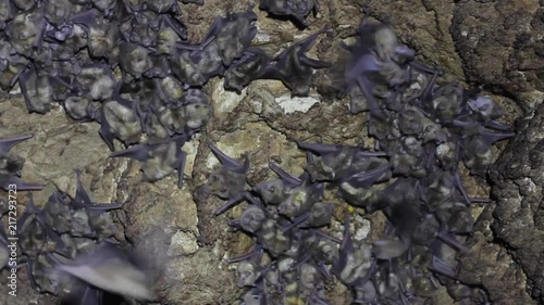 Large colony of Antillean fruit-eating bats in a cave on the Caribbean island of Antigua photo