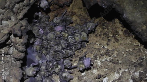 Large colony of Antillean fruit-eating bats in a cave on the Caribbean island of Antigua photo