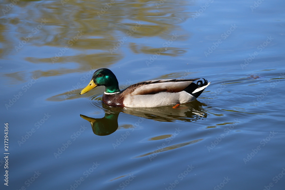 Ente im See Ente im See