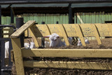 Goats eat hay from a wooden bird feeder