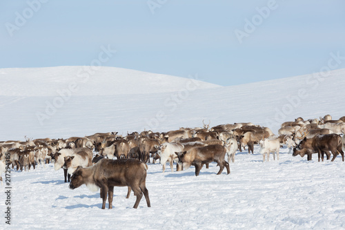 large herd of reindeers in winter, Yamal, Russia