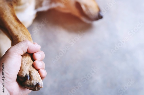 Canvas Print owner petting his dog, Hands holding paws dog are taking shake hand together while he is sleeping or resting with closed eyes