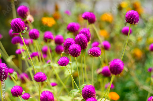 Blumenwiese © Stefan