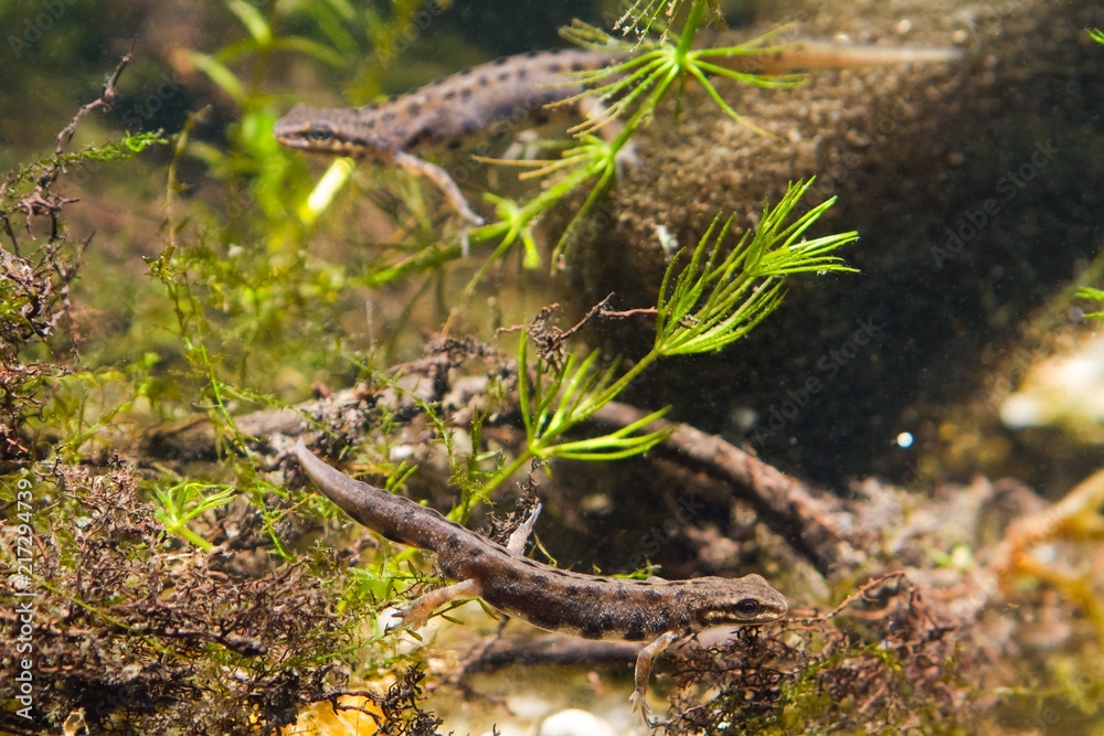Common newt or smooth newt, Lissotriton vulgaris, freshwater amphibian in breeding water form, males rivals in biotope aquarium, fauna photo