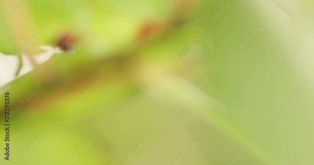 Maco shot of leaves with signs of wilting Maco shot of leaves with signs of wilting