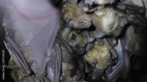 Large colony of Antillean fruit-eating bats in a cave on the Caribbean island of Antigua