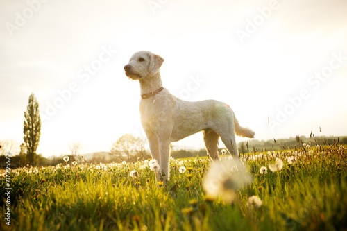 Apricot coloured Labradoodle dog stood up in a sunny field of dandelions in England.