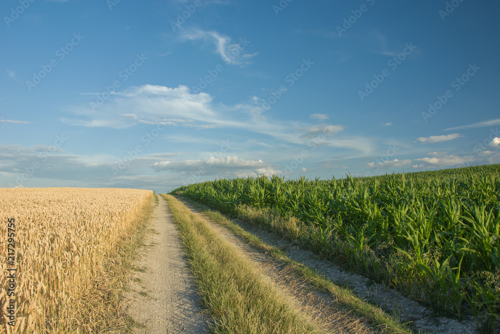 Road and corn field, horizon and white clouds in the blue sky
