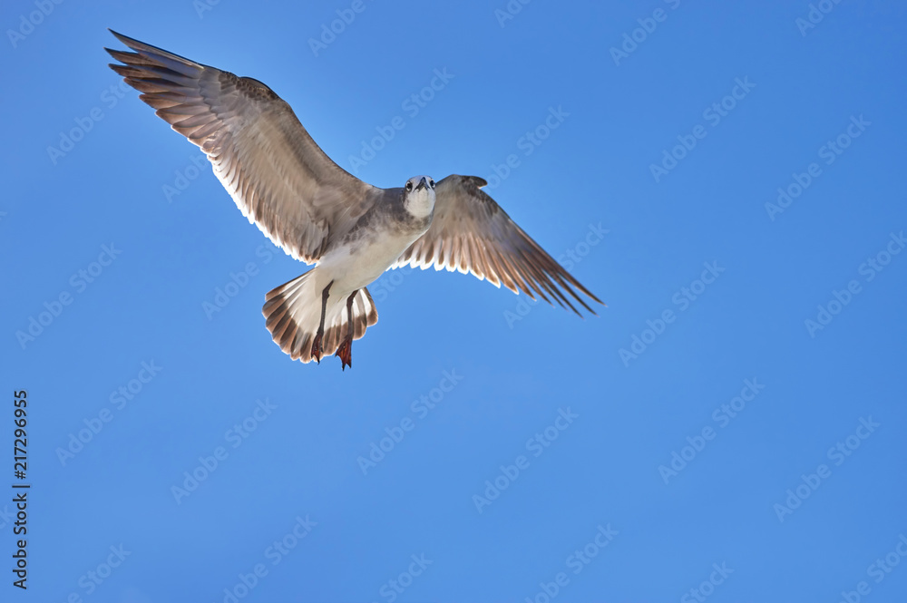 Albatross spreading his wings flies against the blue sky Albatross spreading his wings flies against the blue sky
