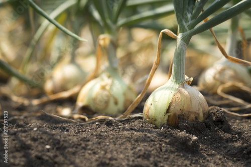 The onion is grown on the soil in the plots. Productivity of Thai farmers.