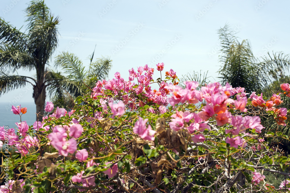 A view of a garden with pink flowers and plants