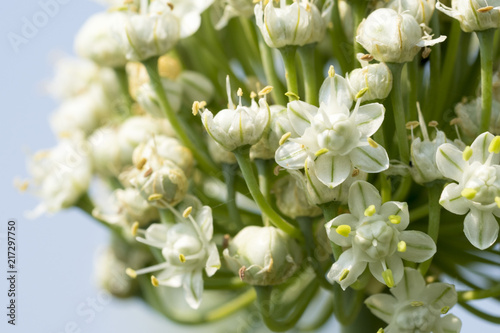 Close up white onion flower of Thai farmers. To seed the next breeding season.
